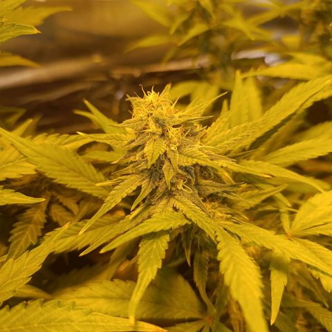 London cheese  growlog timeline photo