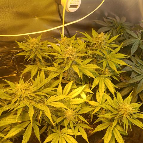 London cheese  growlog timeline photo
