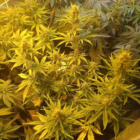 Lemon haze growlog timeline photo