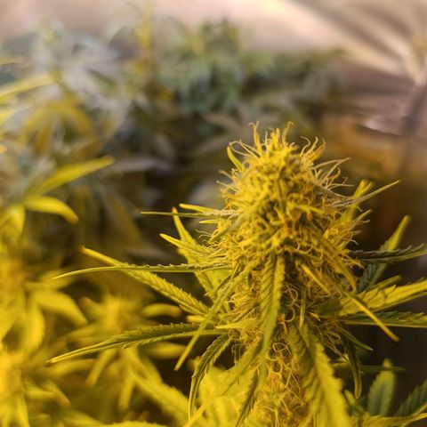 Lemon haze growlog timeline photo