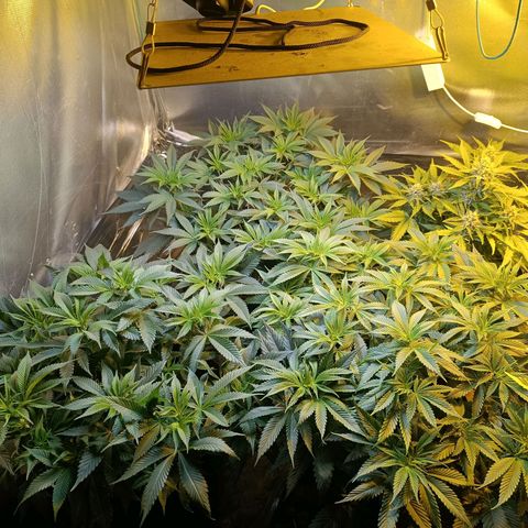 Northern lights  #1 growlog timeline photo