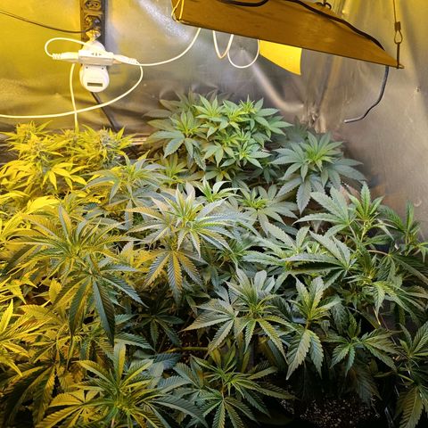 Northern lights  #1 growlog timeline photo