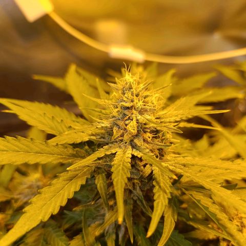 Ak 47 growlog timeline photo