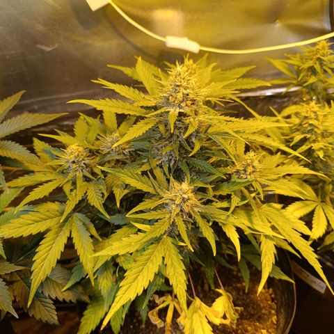 Ak 47 growlog timeline photo