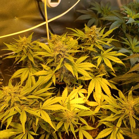 London cheese  growlog timeline photo