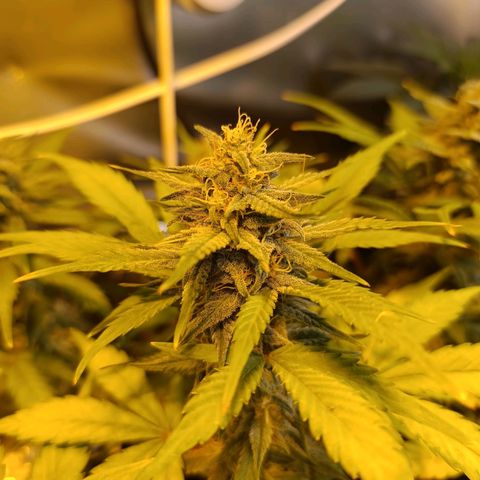 London cheese  growlog timeline photo