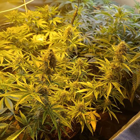 Lemon haze growlog timeline photo