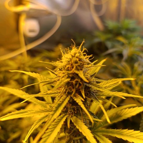 Lemon haze growlog timeline photo