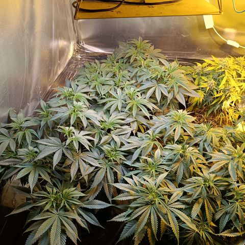 Northern lights  #1 growlog timeline photo