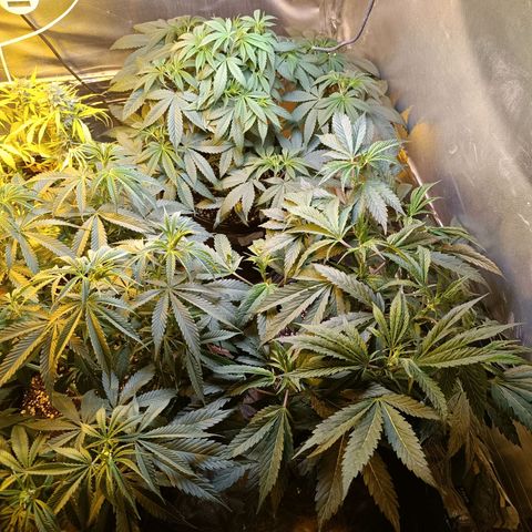 Northern lights  #1 growlog timeline photo