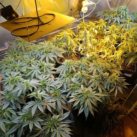 London cheese  growlog timeline photo
