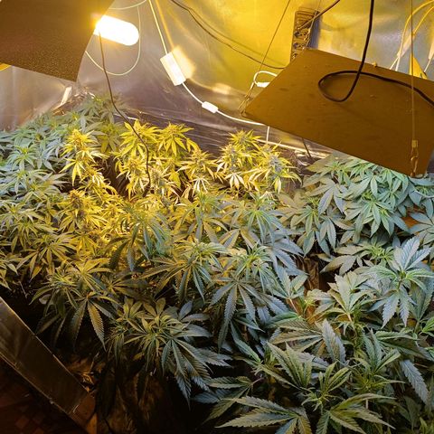 London cheese  growlog timeline photo