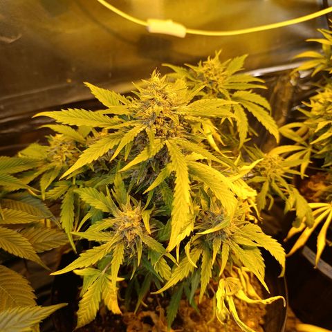 Ak 47 growlog timeline photo