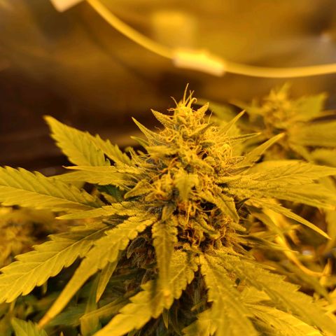 Ak 47 growlog timeline photo