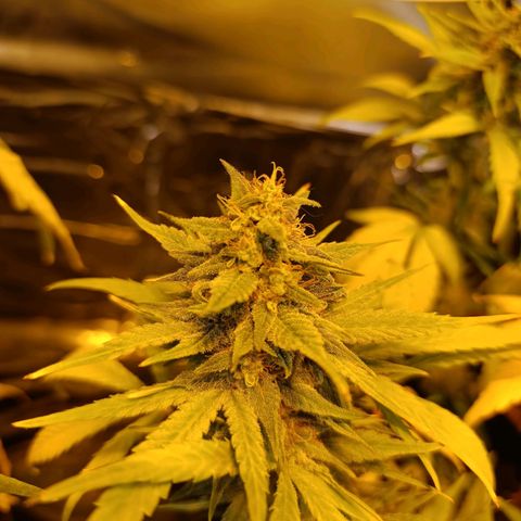 London cheese  growlog timeline photo