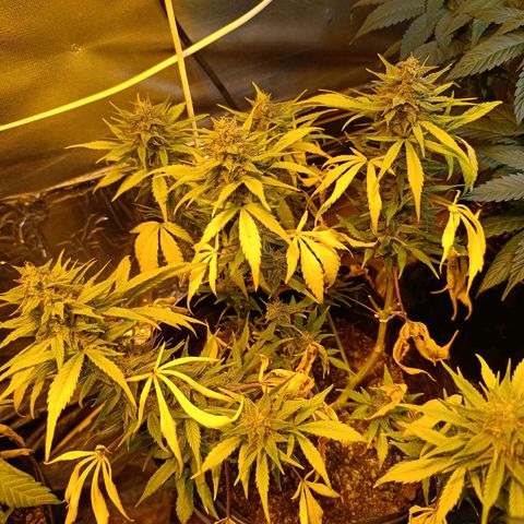London cheese  growlog timeline photo