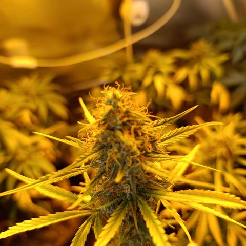 Lemon haze growlog timeline photo
