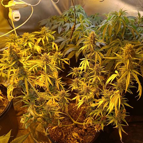 Lemon haze growlog timeline photo