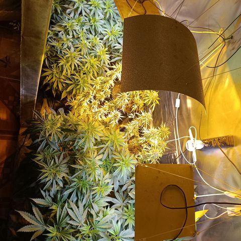 London cheese  growlog timeline photo