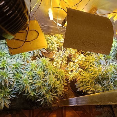 London cheese  growlog timeline photo