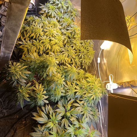 Northern lights  #1 growlog timeline photo