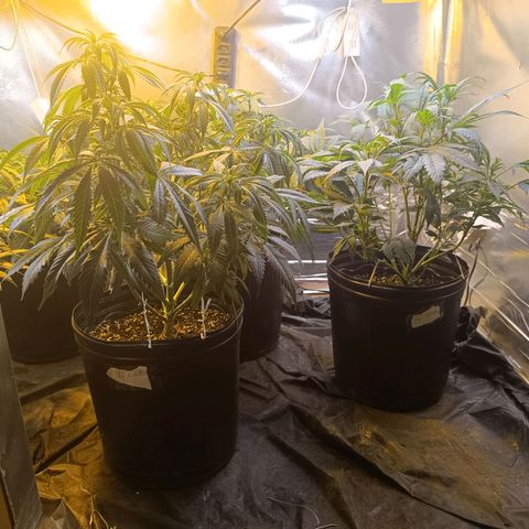 Northern lights  #1 growlog timeline photo