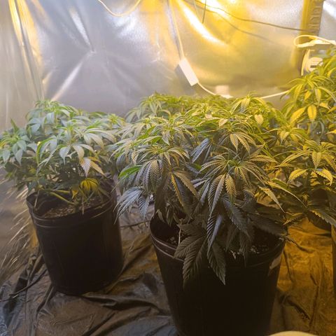 Northern lights  #1 growlog timeline photo