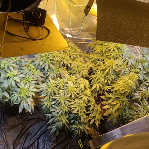 Northern lights  #1 growlog timeline photo
