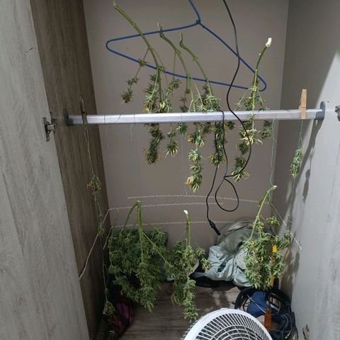London cheese  growlog photo: Início da secagem 