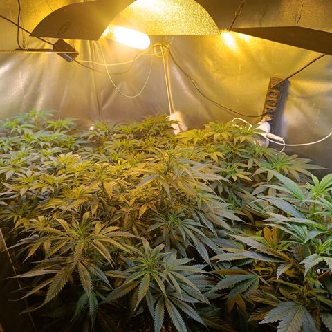 Northern lights  #1 growlog timeline photo