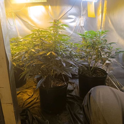 Northern lights  #1 growlog timeline photo