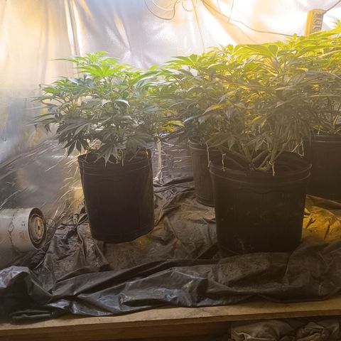 Northern lights  #1 growlog timeline photo