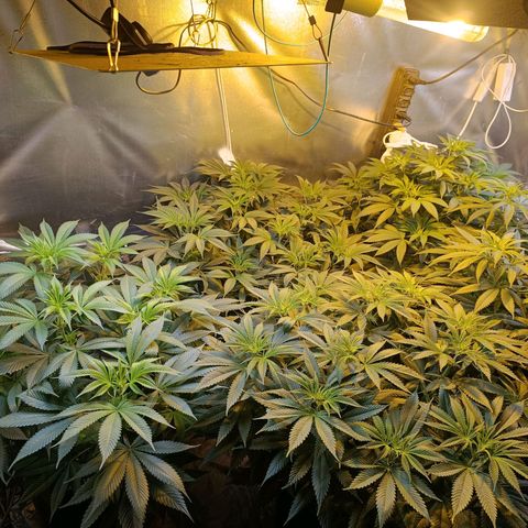 Northern lights  #1 growlog timeline photo