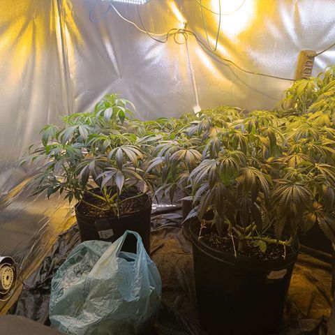 Northern lights  #1 growlog timeline photo