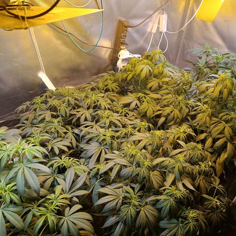 Northern lights  #1 growlog timeline photo