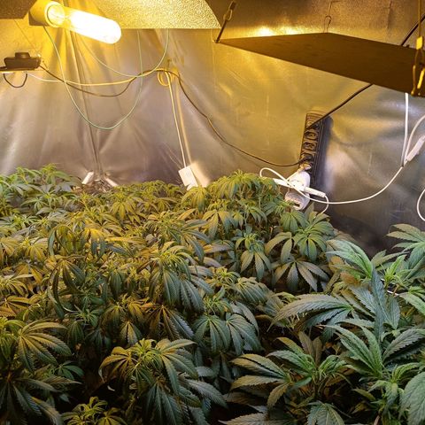 Northern lights  #1 growlog timeline photo