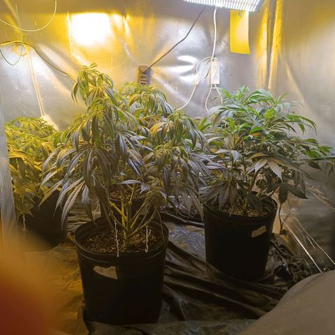 Northern lights  #1 growlog timeline photo