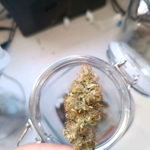 Lemon haze growlog timeline photo
