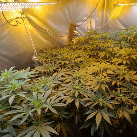 Northern lights  #1 growlog timeline photo