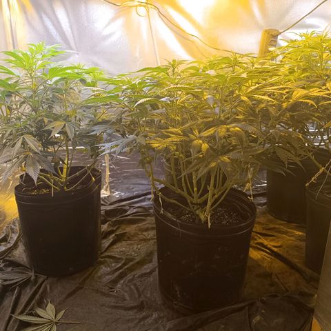 Northern lights  #1 growlog timeline photo