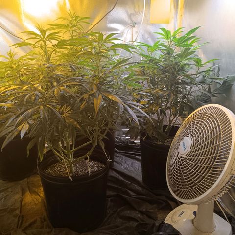 Northern lights  #1 growlog timeline photo