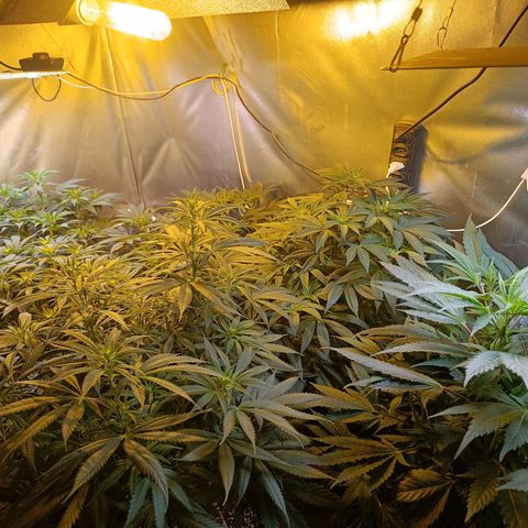 Northern lights  #1 growlog timeline photo