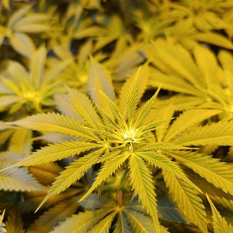 Northern lights  #1 growlog timeline photo