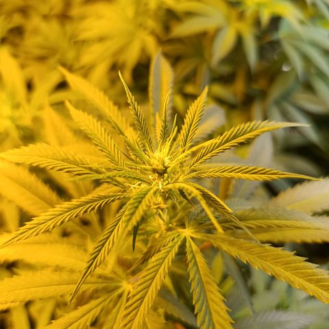 Northern lights  #1 growlog timeline photo