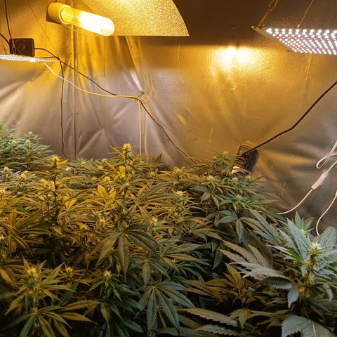 Northern lights  #1 growlog timeline photo