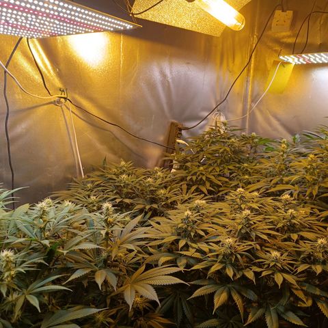 Northern lights  #1 growlog timeline photo
