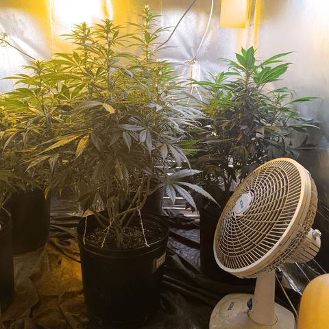 Northern lights  #1 growlog timeline photo