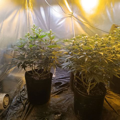 Northern lights  #1 growlog timeline photo