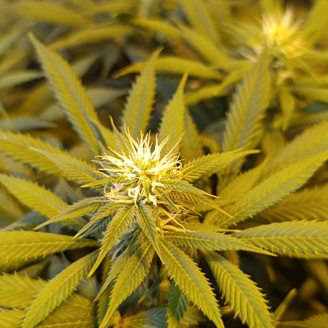 Northern lights  #1 growlog timeline photo