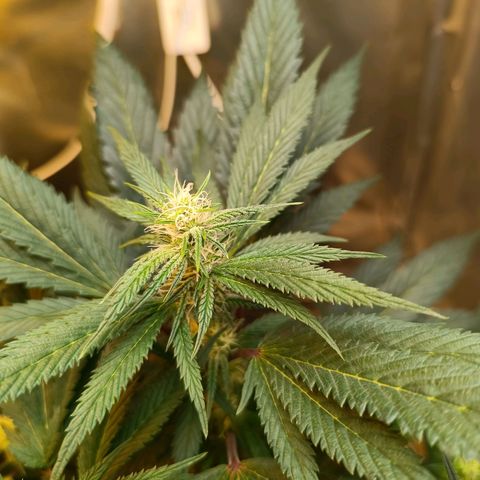 Northern lights  #1 growlog timeline photo